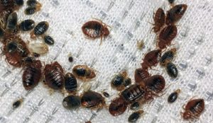 bed bug pest control Ipswich