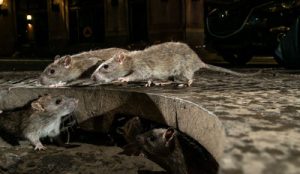 rat pest control Ipswich